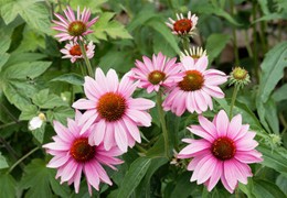 Echinacea